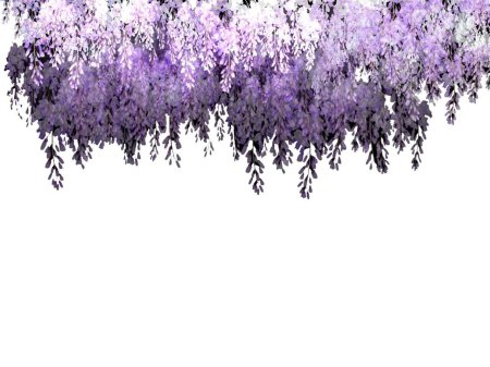 Лавандовая Глициния