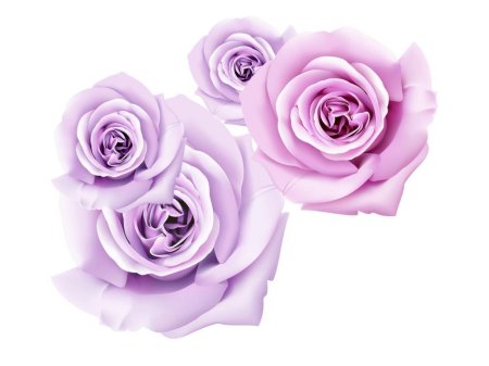 Цветы без фона