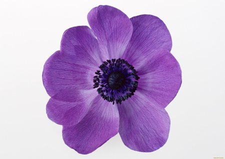 Фиолетовые цветы