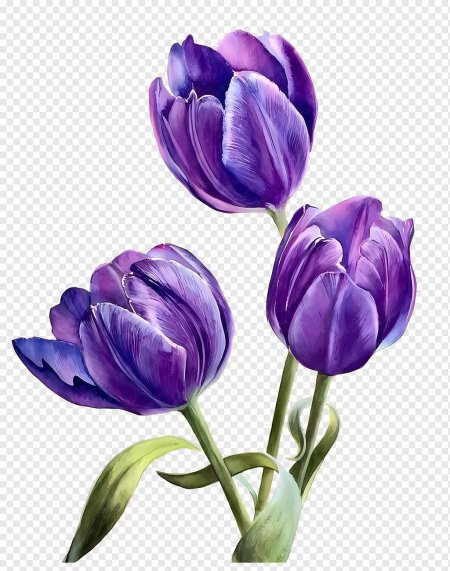 Тюльпан Purple Peony