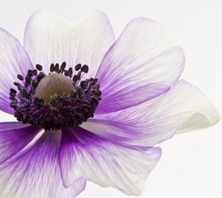 Фиолетовые цветки