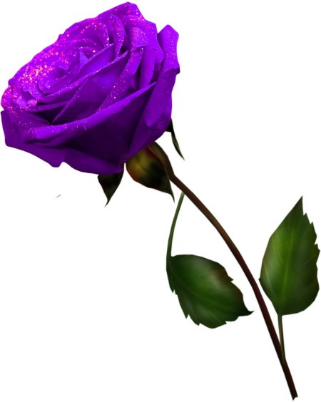 Сиреневые розы на белом фоне