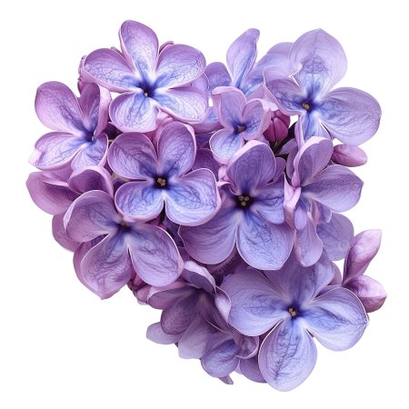 Сирень на белом фоне