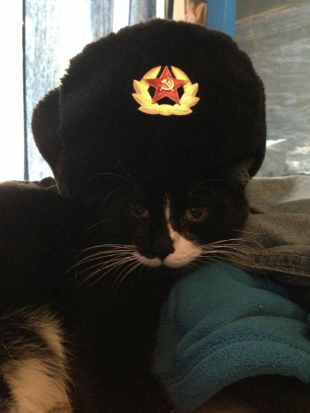 Кот в ушанке