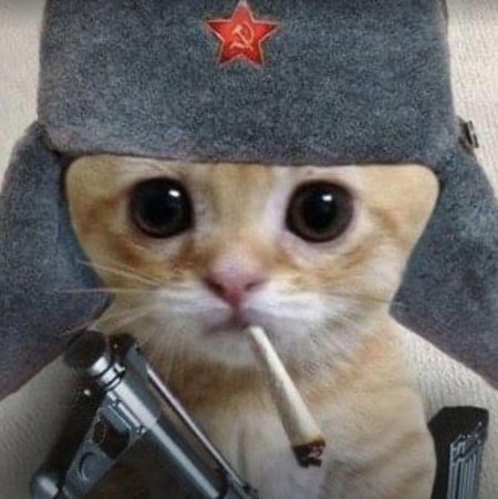 Кот в ушанке СССР