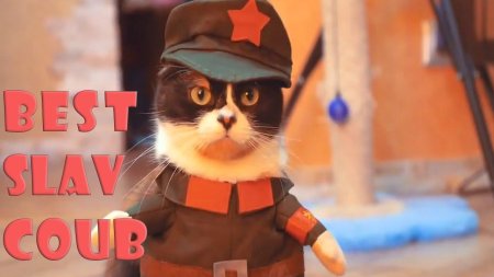 Котик пират