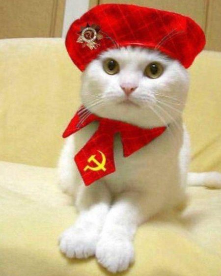 Кот коммунист