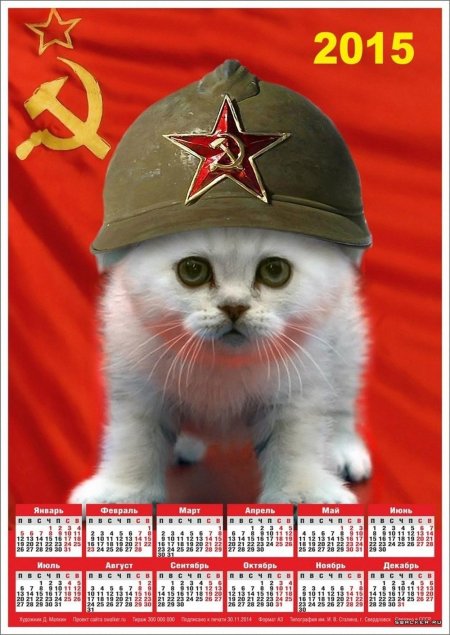 Котик военный