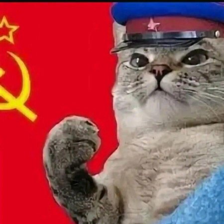 Коммунистический кот