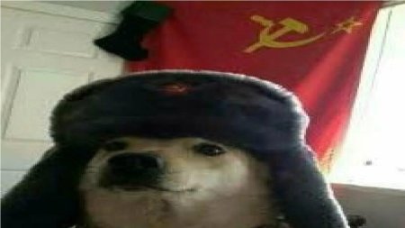 Собака в ушанке СССР