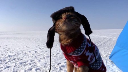 Кот Рыбак в шапке ушанке