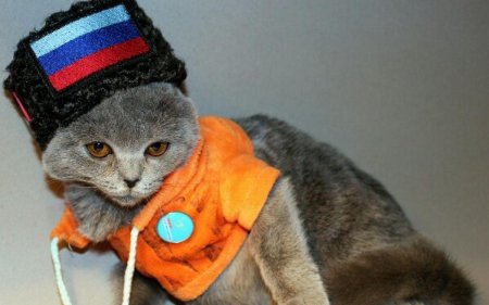 Russian cats sanctioned