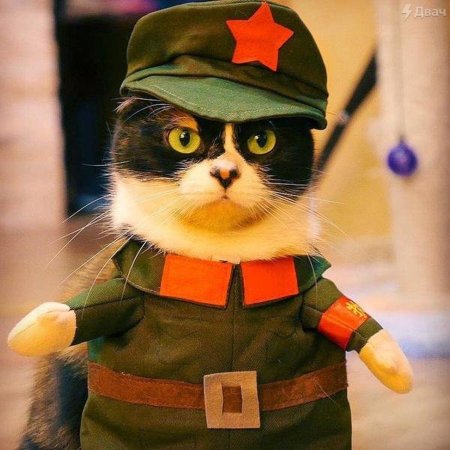 Котик в военной форме