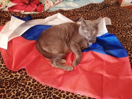 Россия кот