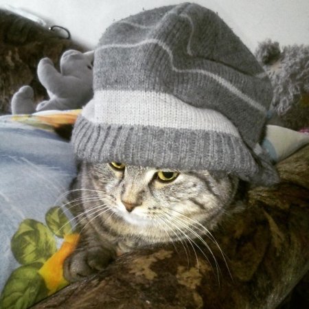 Котик в шапке