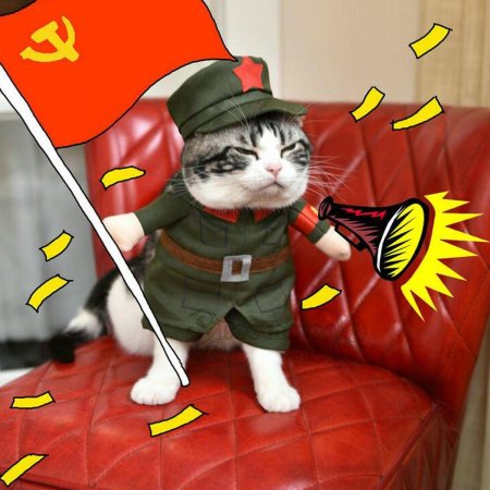 Кот в военной форме