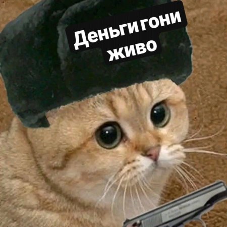 Кот в шапке ушанке