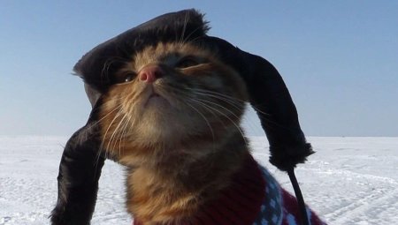 Кот рыбак в шапке ушанке