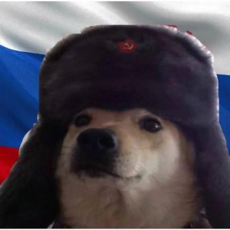 Собака в шапке ушанке