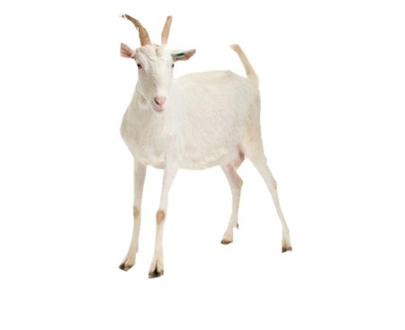 Козленок на белом фоне