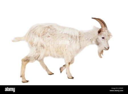 Коза белая