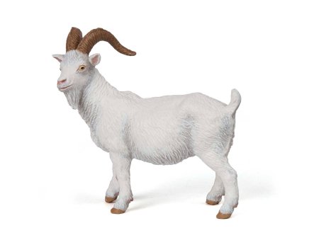 Козленок на белом фоне