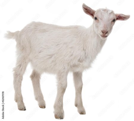 Козлик на белом фоне