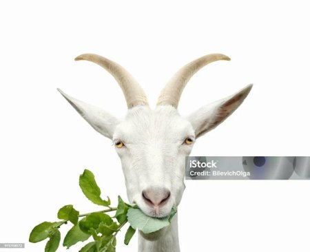 Голова козы