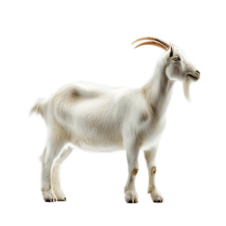 Goat PNG