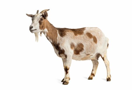 Коза без фона