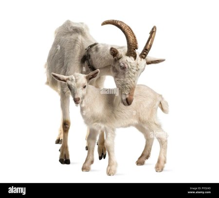 Коза с козленком на белом фоне