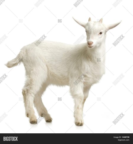 Козлик на белом фоне