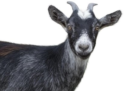 Черный козел