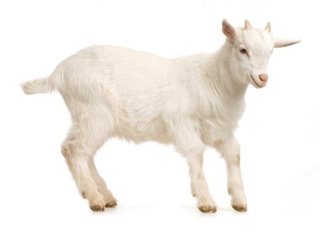 Домашние животные на белом фоне