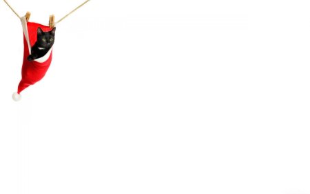 Новогодние обои на белом фоне обои