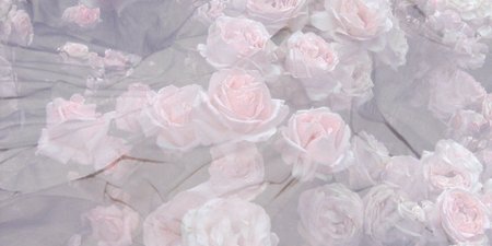 Розовые розы Эстетика