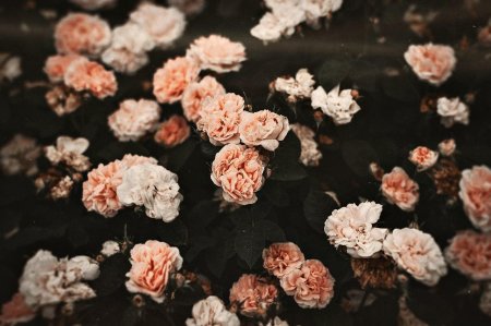 Цветочки Эстетика