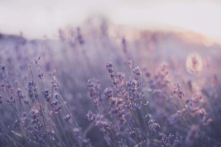 Лаванда Lavender aesthetic