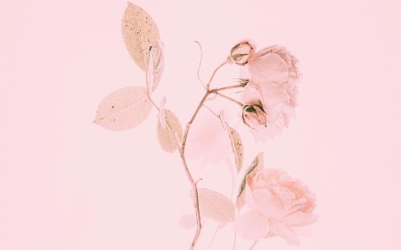 Цветы в пастельных тонах