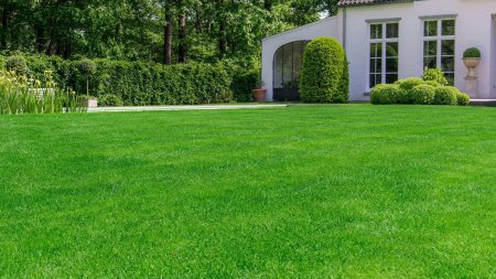 Газон Американ Грин