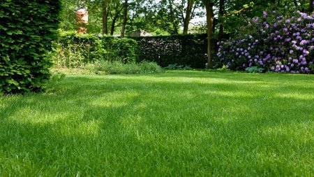 Газон партерный мавританский и обыкновенный