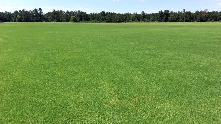 Текстура травы