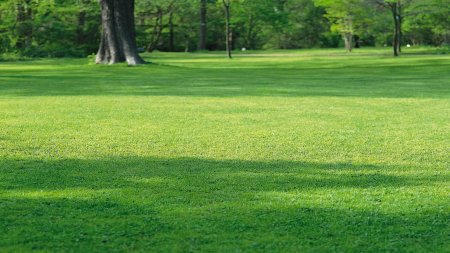 Канада Грин газонная трава