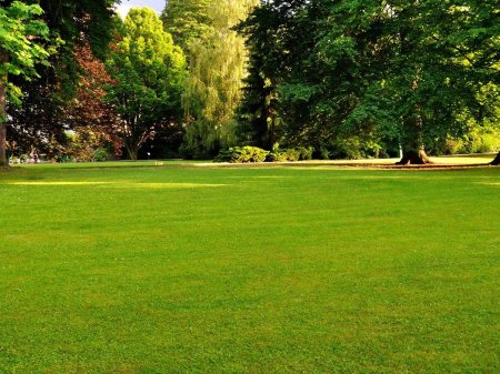 Газон Шервудский лес