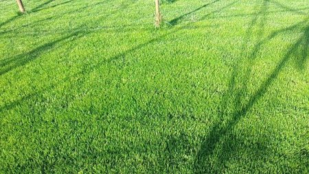 Травосмесь партерный газон