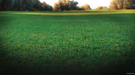 Канада Грин поле