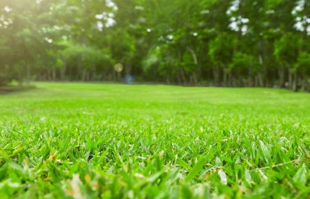 Деревья на газоне