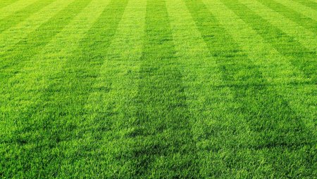 Газон текстура