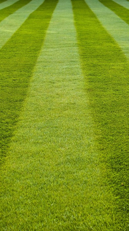 Травяное поле