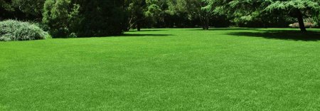 Газонная трава